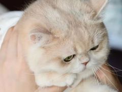 -美联众合动物医院·24h京西诊疗中心