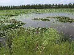 -呼兰河口湿地公园