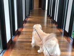 -上海崇明金茂凯悦酒店