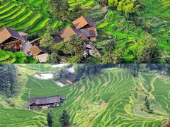 -紫鹊界梯田景区