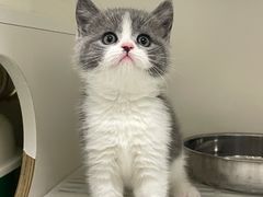 -lincat·猫舍(广州店)