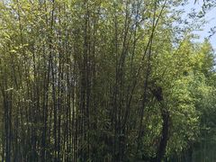 -南诏风情岛
