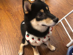 -豆柴町-柴犬主题狗咖(红鼎国际C座店)