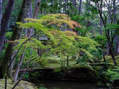 -西芳寺(苔寺)