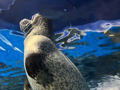 -上海海洋水族馆