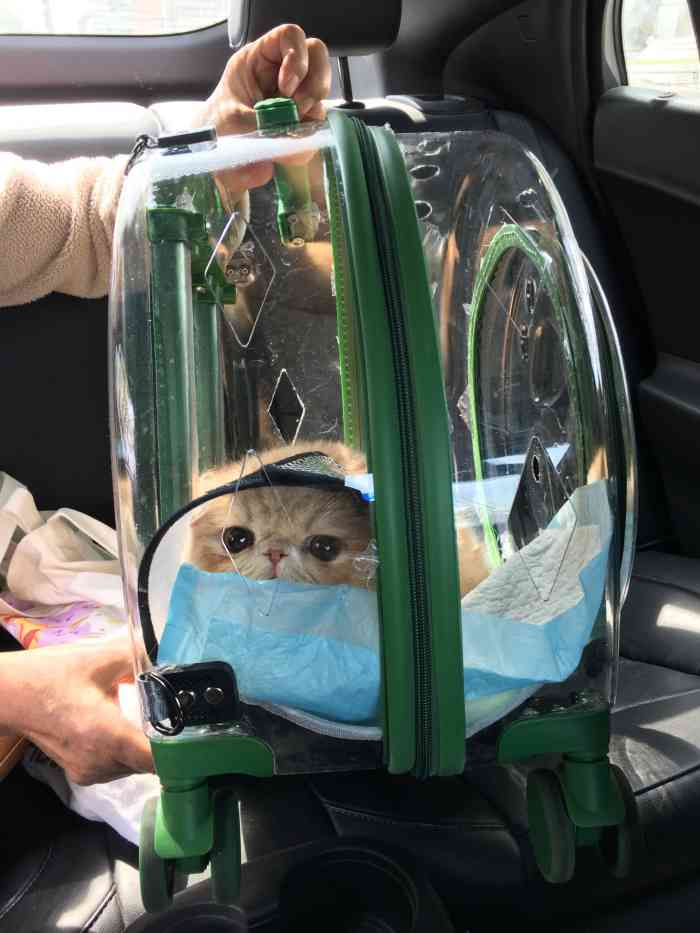 希尔斯动物医院犬猫异宠诊疗中心韩国街店