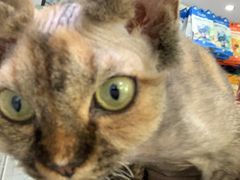 -喵的天空名猫咖啡馆·撸猫·猫舍·用品