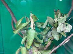 -上海大自然野生昆虫馆(东方明珠·爬宠昆虫探索中心)