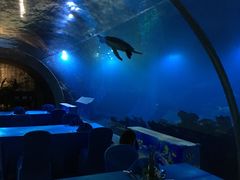 -海棠湾洲际-涛·海底餐厅·美人鱼·自助餐·海底隧道