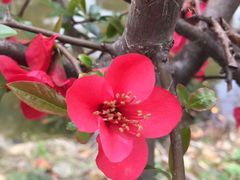 -武汉紫薇都市田园