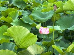 -梁鸿国家湿地公园