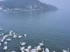 -烟墩角天鹅湖