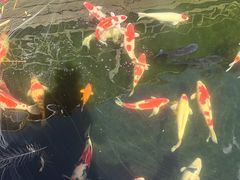 -香麒园·过桥米线·南湖雅宴