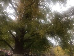 -千年银杏谷文化旅游区