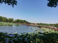 -荷塘月色湿地公园·向阳花洲