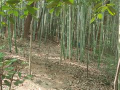 -上海佘山国家森林公园天马山园