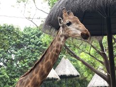 -广州长隆野生动物世界
