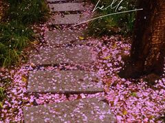 -高东镇樱花园