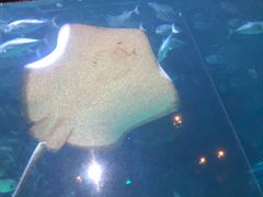 -暹罗海洋世界