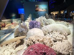 -贝林大翅鲸简餐厅(国家海洋博物馆店)