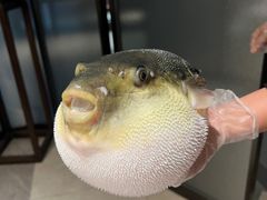 -鲐赏河豚(长寿店)