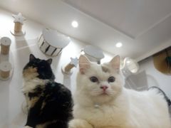 -楼上猫咖(罗湖店)