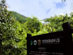 -西双版纳原始森林公园