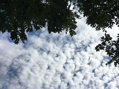 -企鹅岛