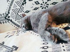 -平行世界·猫咖(首经贸店)