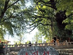 -大槐树寻根祭祖园