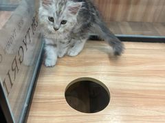 -袖虎·猫馆(体育西路店)