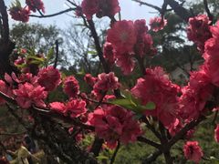 -南国桃园旅游度假区