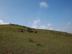 -大姆山草场