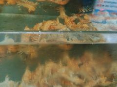 水产区-鲁前海沿儿