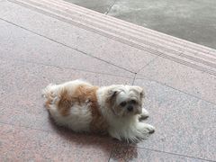-瑞派紫金宠物医院24小时·骨科·中兽医·重症转诊中心(番禺大石院)