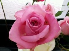 -Butchart布查德鲜花(花艺设计中心)
