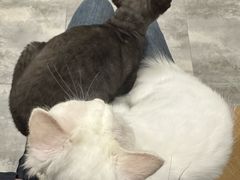 -楼上猫咖(罗湖店)