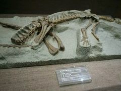 -自贡恐龙博物馆