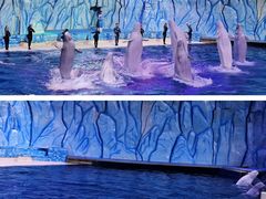-珠海长隆海洋王国