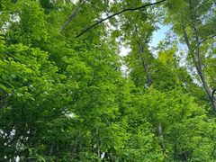 -桤木河湿地公园