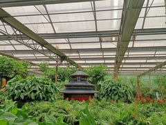 -南宫五洲植物乐园