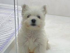 -翊宠yipet猫狗购宠庄园犬舍•猫舍