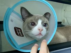 -美联众合动物医院(·中兽医·疑难杂症·严家桥分院)