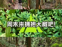 -天目山大树王景区