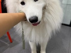 -伟伟宠物医院·CT影像中心·瑞派犬猫综合性门诊(汉口总院)