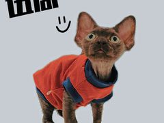 -momokira米努特·德文卷毛猫·棉花面纱犬