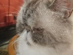-猫色咖啡·猫咖