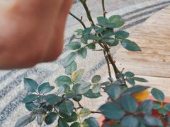 -木王宴语·野生鲜菌火锅(玉河店)