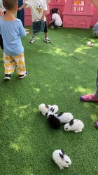 -萌宠亲子动物乐园(槐房万达店)