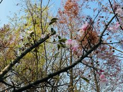 -三圣花乡旅游区